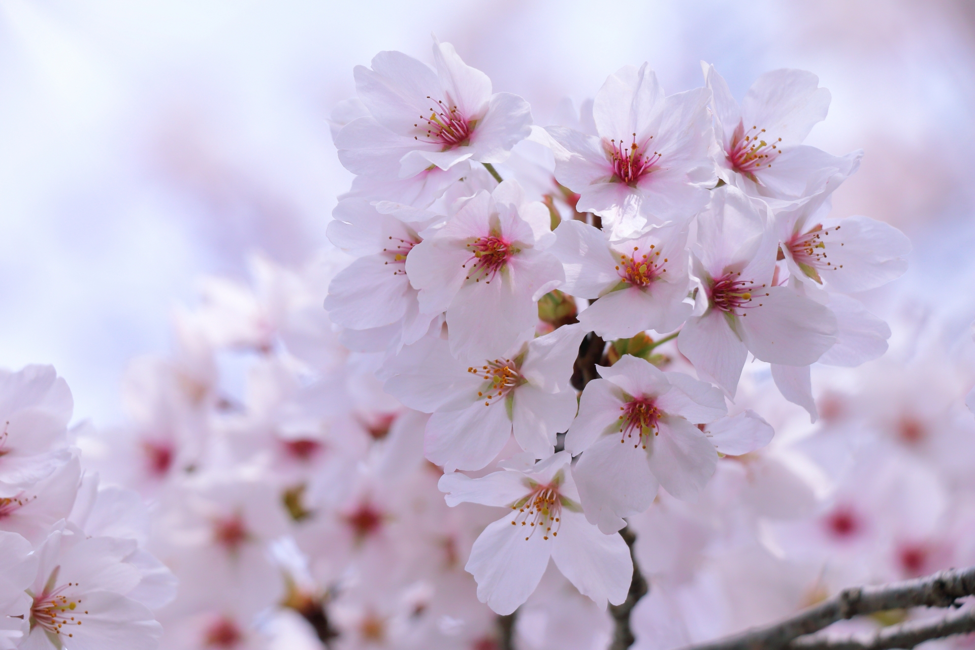 桜　花見