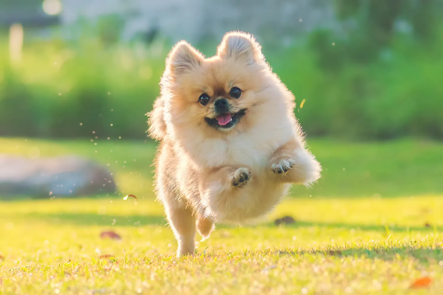 愛犬　ペット